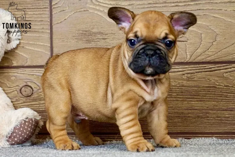 Oberon, a red French Bulldog puppy, standing indoors and looking directly at the camera against a wooden background.