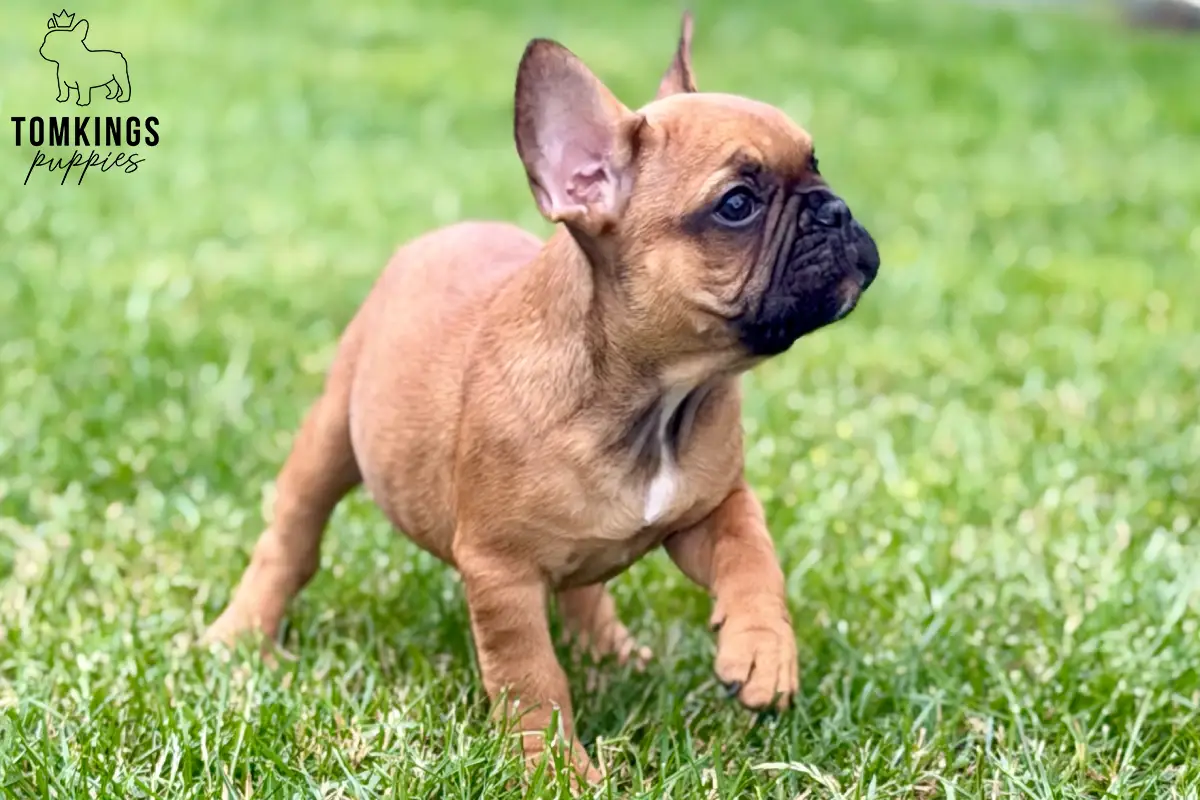 Oberon, a red French Bulldog puppy, walking through green grass outdoors while looking upward.