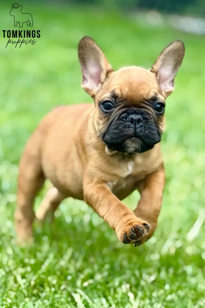 Oberon, a red French Bulldog puppy, running toward the camera across bright green grass outdoors.