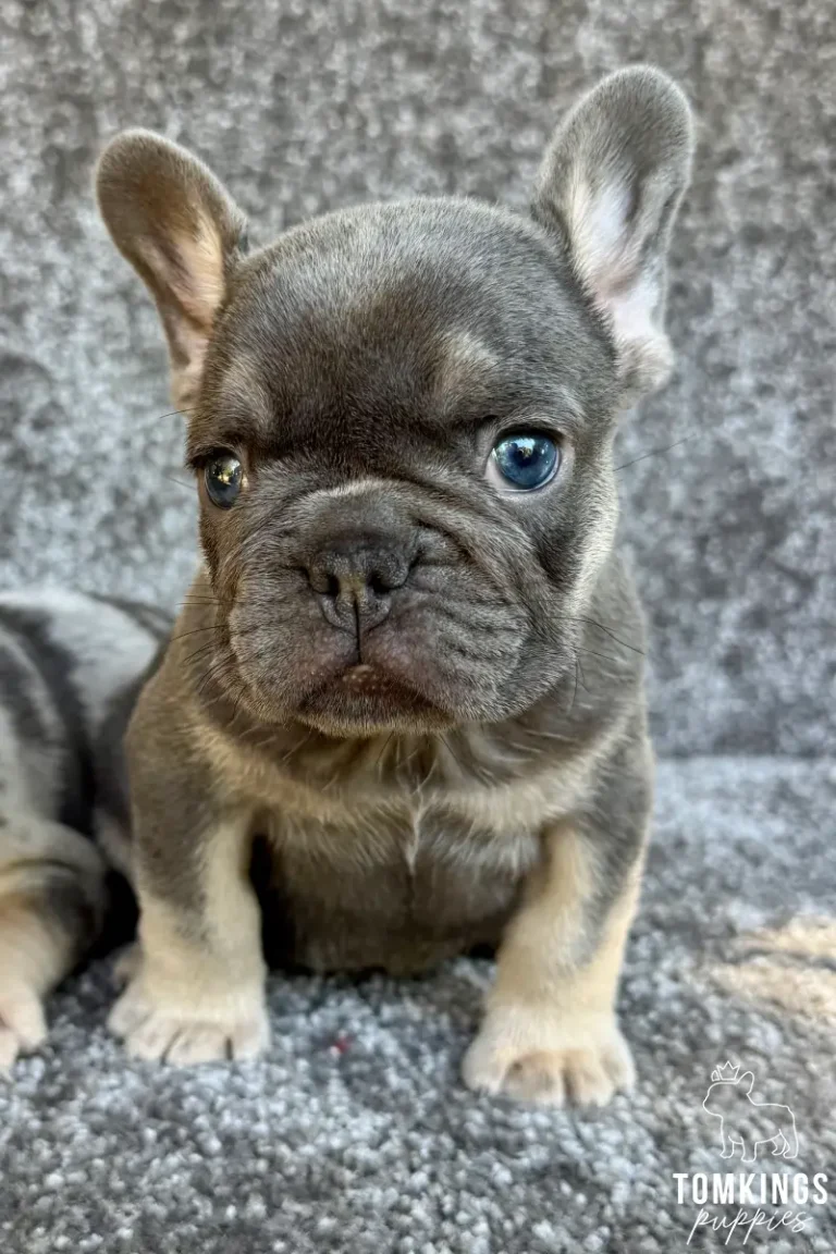 Odin, a sweet blue and tan French Bulldog puppy, sits on a soft gray carpet, looking alertly at the camera with his bright blue eyes.