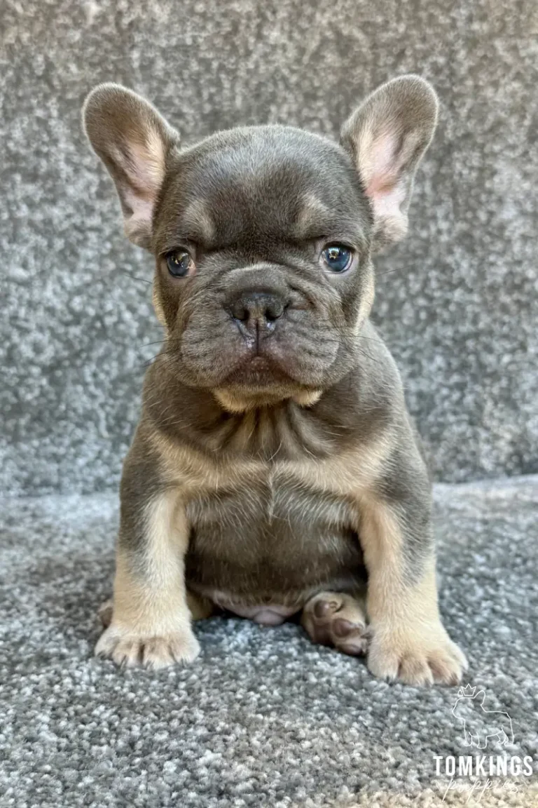 A blue and tan French Bulldog puppy named Odin sits on a grey carpet, looking directly at the camera with curious blue eyes.