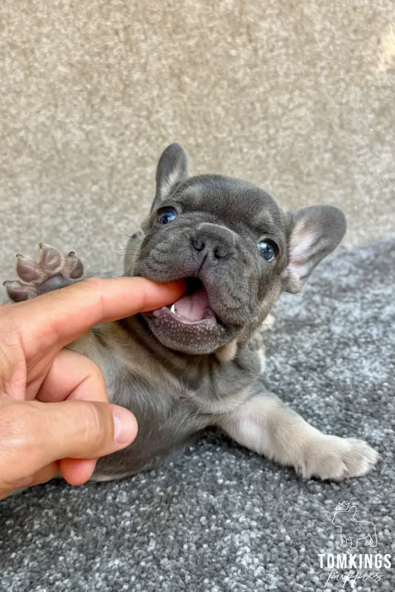 A blue and tan French Bulldog puppy named Odin gently bites a human finger. He lies on a grey carpet with bright blue eyes.