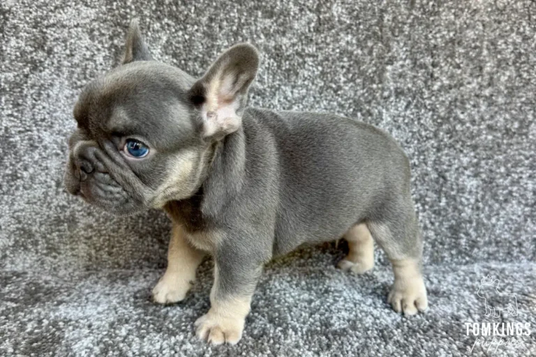 A blue and tan French Bulldog puppy, Odin, stands on a grey carpet, looking left with bright blue eyes.