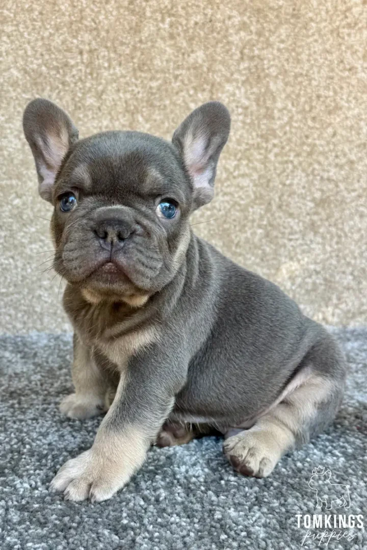 A charming blue and tan French Bulldog puppy, Odin, sits on a gray carpet, looking forward with bright blue eyes against a beige wall.