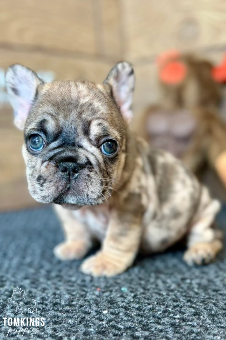 Oswald, a fawn merle French Bulldog puppy with bright blue eyes, sits on a dark gray rug looking gently at the camera.