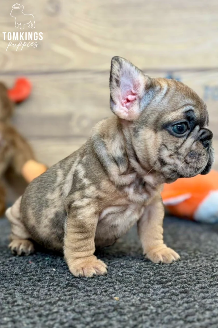 A fawn merle French Bulldog puppy named Oswald sits in profile, looking curiously with blue eyes against a wooden background.