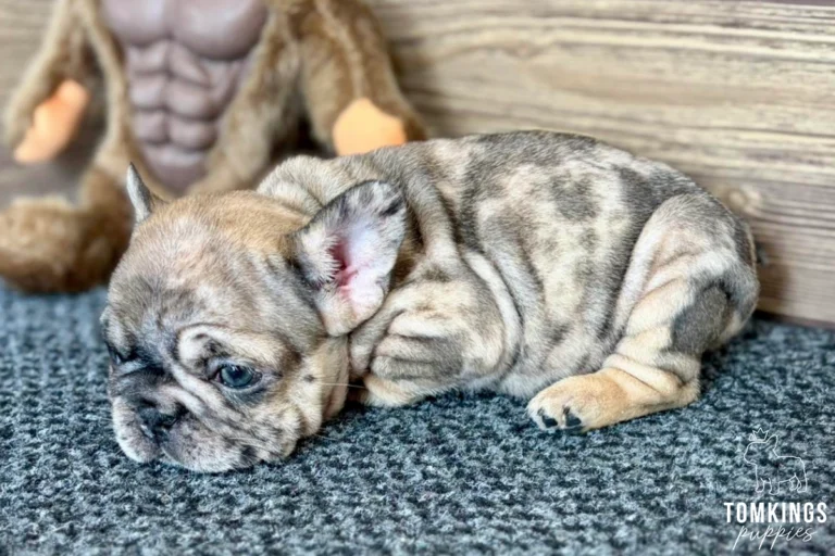 Oswald, a fawn merle French Bulldog puppy, rests calmly on a grey carpet next to a blurry stuffed animal, showing his gentle expression.