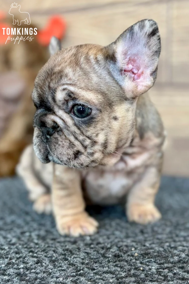 Oswald, a fawn merle French Bulldog puppy, sits on a grey carpet, looking gently to the side with curious dark eyes.