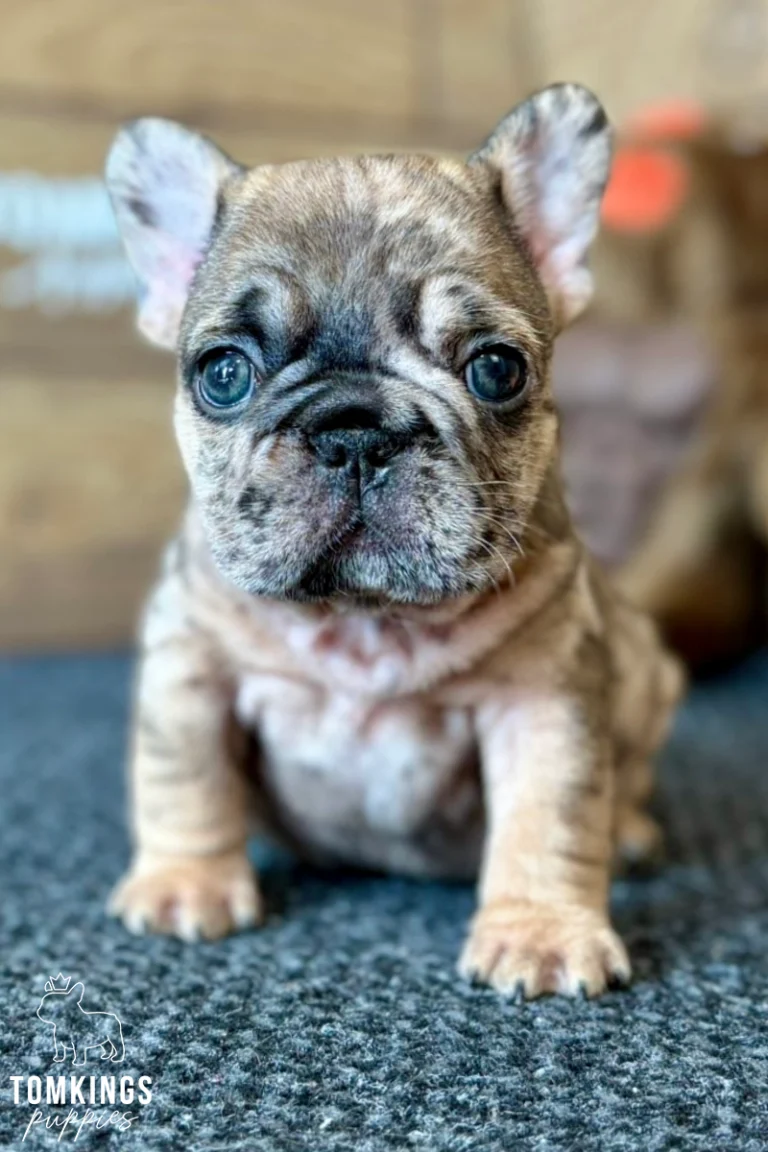 A fawn merle French Bulldog puppy named Oswald sits looking directly at the camera with wide blue eyes, on a dark carpet.