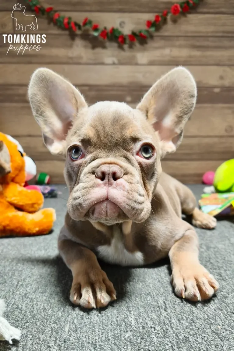 Ottilie, an isabella and tan French Bulldog puppy, lying on a gray surface surrounded by colorful puppy toys.