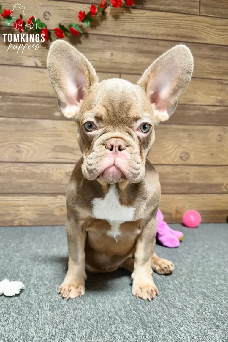 Ottilie, an isabella and tan French Bulldog puppy with a white chest, sitting indoors and looking directly at the camera.