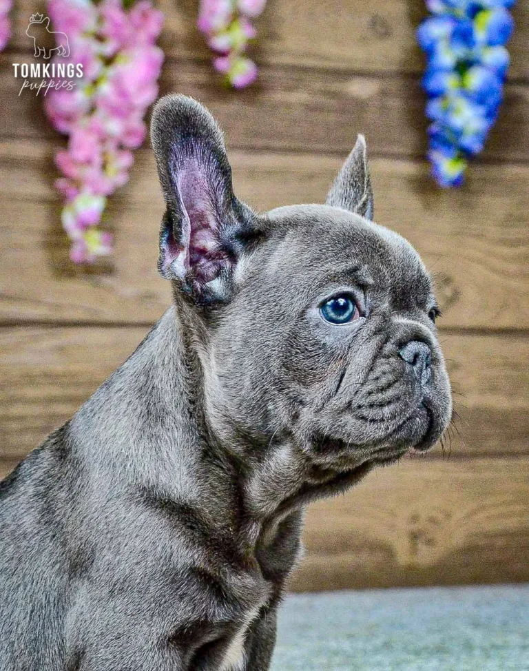 Ozzy, a blue French Bulldog boy, sitting and looking upward against a wooden floral backdrop.