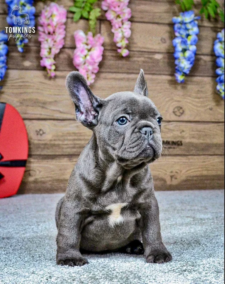Ozzy, a blue French Bulldog boy, sitting in front of a wooden backdrop with pink and blue flowers.