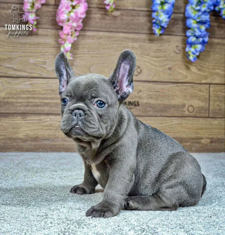 Ozzy, a blue French Bulldog boy, sitting indoors in front of a wooden backdrop with colorful flowers.