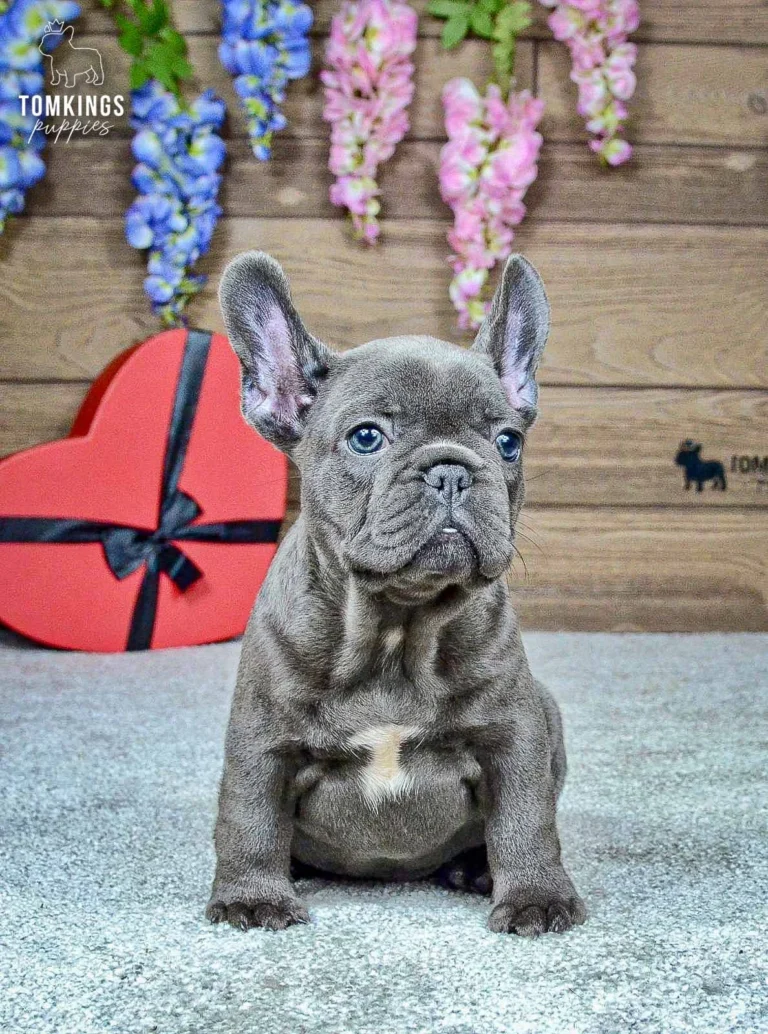 Ozzy, a blue French Bulldog boy, sitting in three-quarter profile against a colorful floral backdrop.
