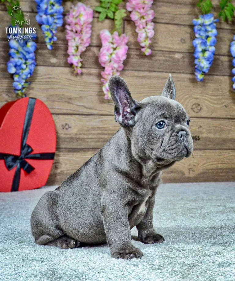Close-up portrait of Ozzy, a blue French Bulldog boy, looking to the side.