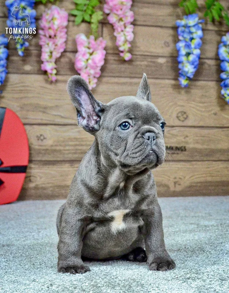 Ozzy, a blue French Bulldog boy, sitting and looking to the side in a floral indoor setting.