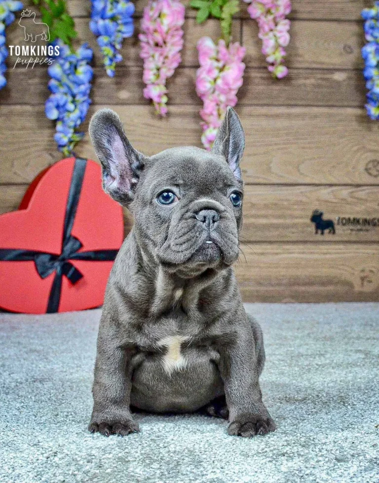 Ozzy, a blue French Bulldog boy, sitting upright in front of colorful flowers and a red heart decoration.