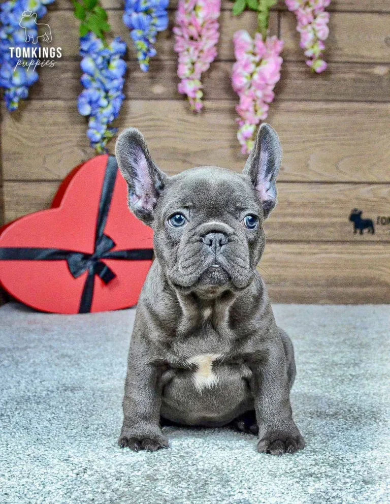 Ozzy, a blue French Bulldog boy, sitting facing the camera with a red heart decoration behind him.