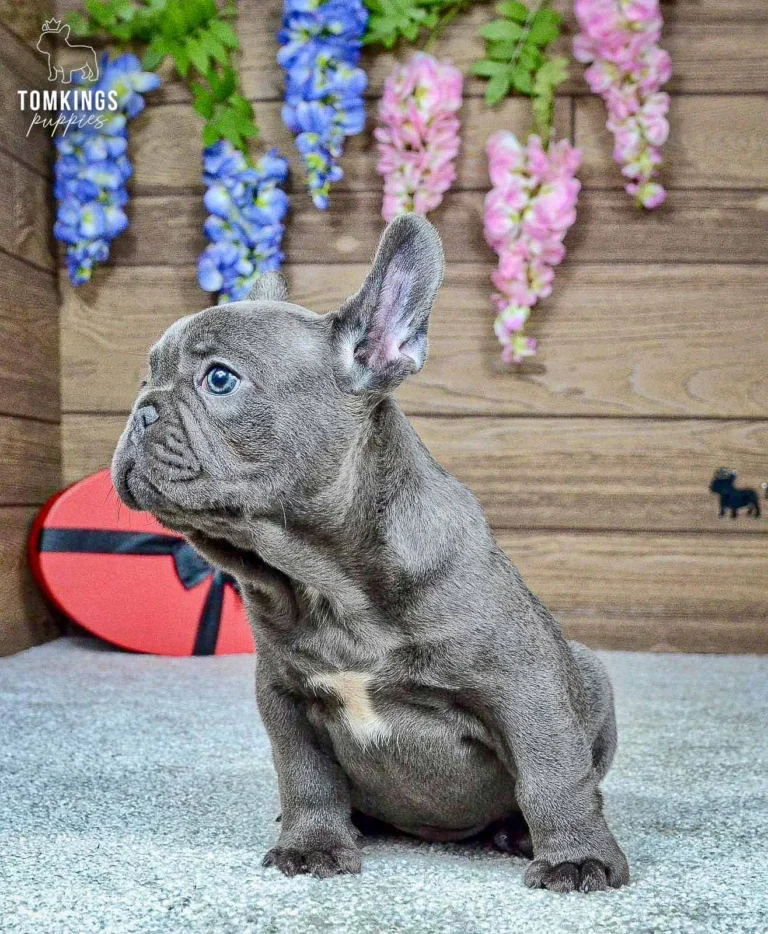 Ozzy, a blue French Bulldog boy, sitting in profile beside a red heart decoration.
