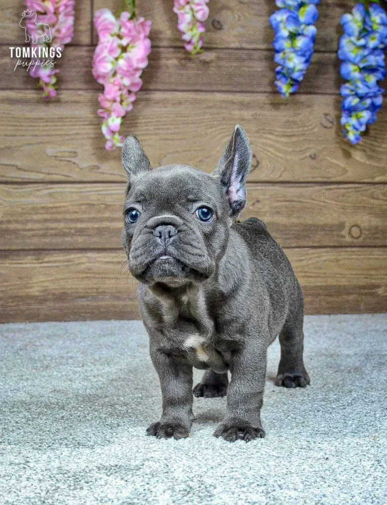 Ozzy, a blue French Bulldog boy, standing and looking toward the camera against a floral wooden backdrop.