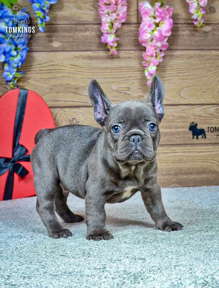 Ozzy, a blue French Bulldog boy, standing indoors beside a red heart decoration.
