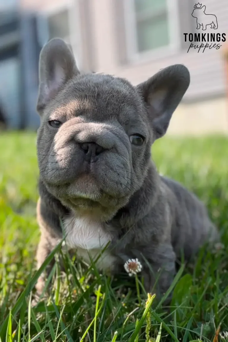 Papa, a blue big rope French Bulldog boy, standing in green grass and looking toward the camera in a close outdoor portrait.