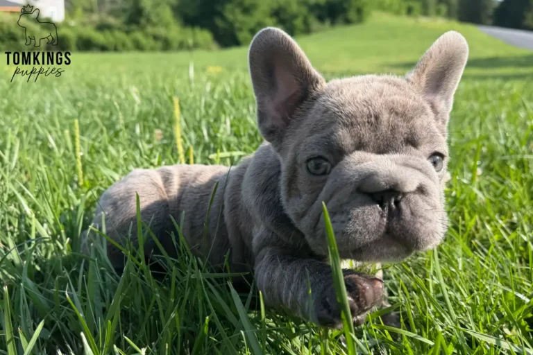 Papa, a blue big rope French Bulldog boy, walking through tall green grass on a bright sunny day.