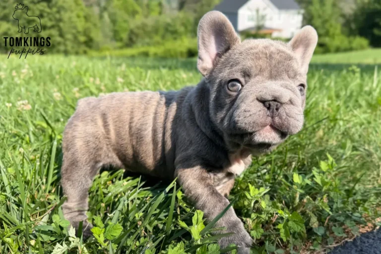 Papa, a blue big rope French Bulldog boy, exploring a sunny green lawn with one paw raised as he walks forward.