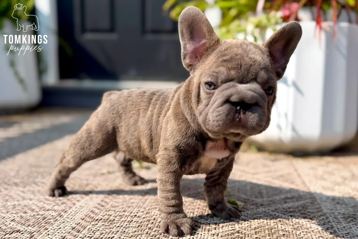 Papa, a blue big rope French Bulldog boy, standing confidently outdoors in the sunshine and looking directly toward the camera.