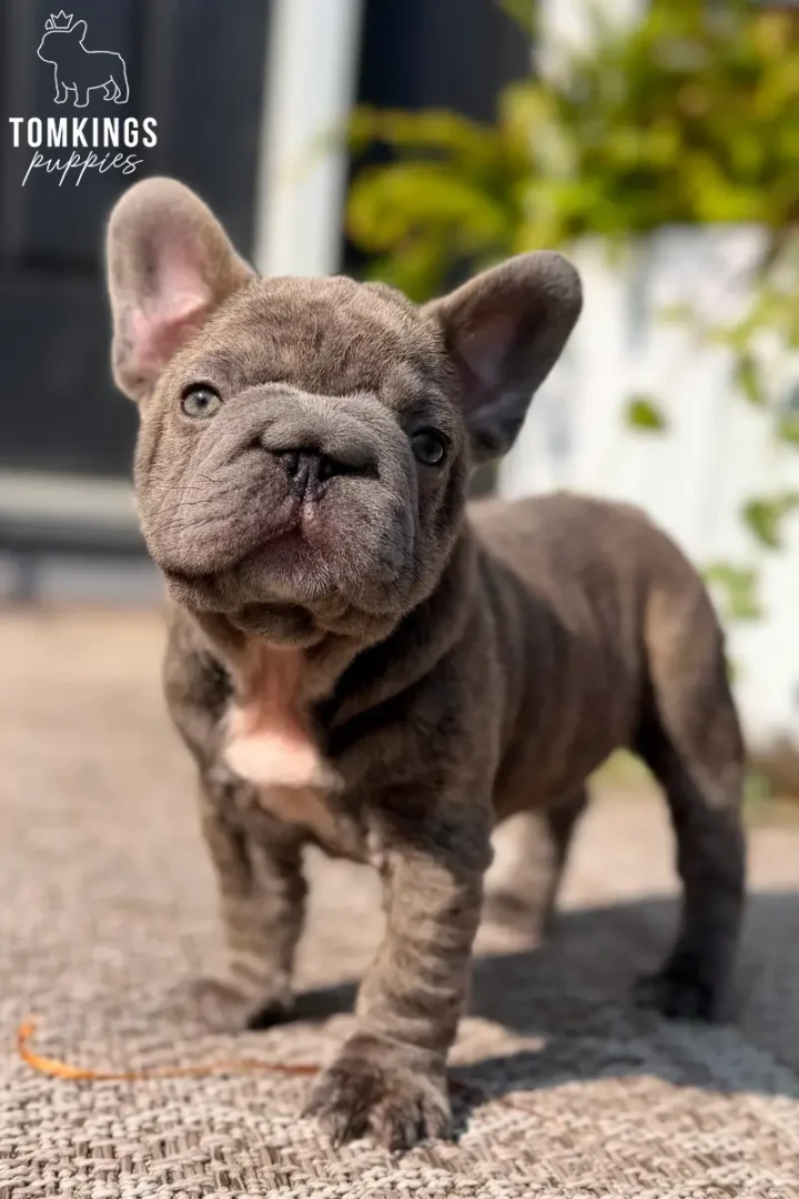 Papa, a blue big rope French Bulldog boy, standing outdoors in the sunshine with his wrinkled face and compact build clearly visible.