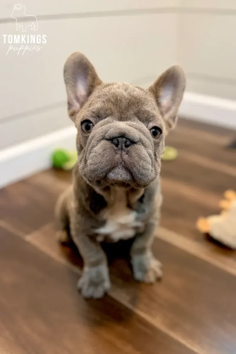 Papa, a blue brindle French Bulldog puppy, sitting on a wooden floor and looking directly at the camera.