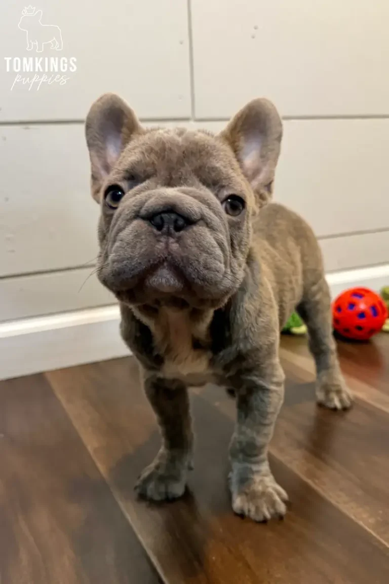 Papa, a blue brindle French Bulldog puppy, standing on a wooden floor with colorful puppy toys in the background.