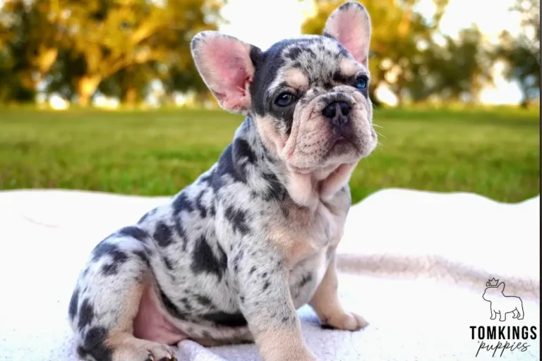 Pepper, a blue merle and tan French Bulldog puppy, sits alertly on a white blanket outdoors, looking at the camera.