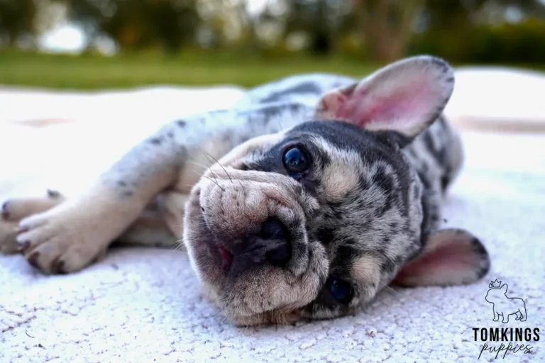 A blue merle and tan French Bulldog puppy, Pepper, lies on her side, looking up with wide, dark eyes.