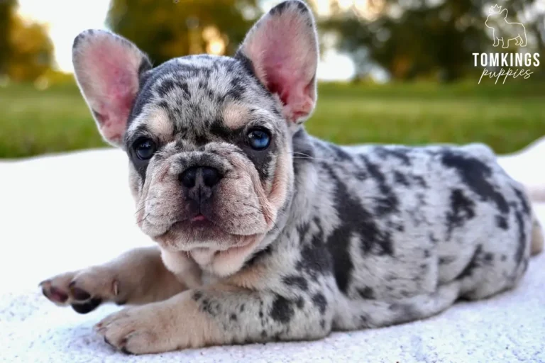 A female blue merle and tan French Bulldog puppy named Pepper with bright blue eyes lies on a white blanket outdoors.