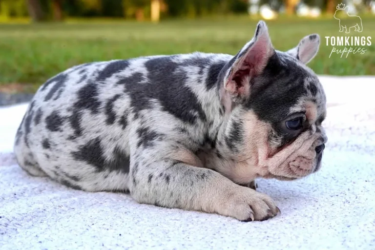 Blue merle and tan French Bulldog puppy lying outdoors in side profile on a light-colored surface.