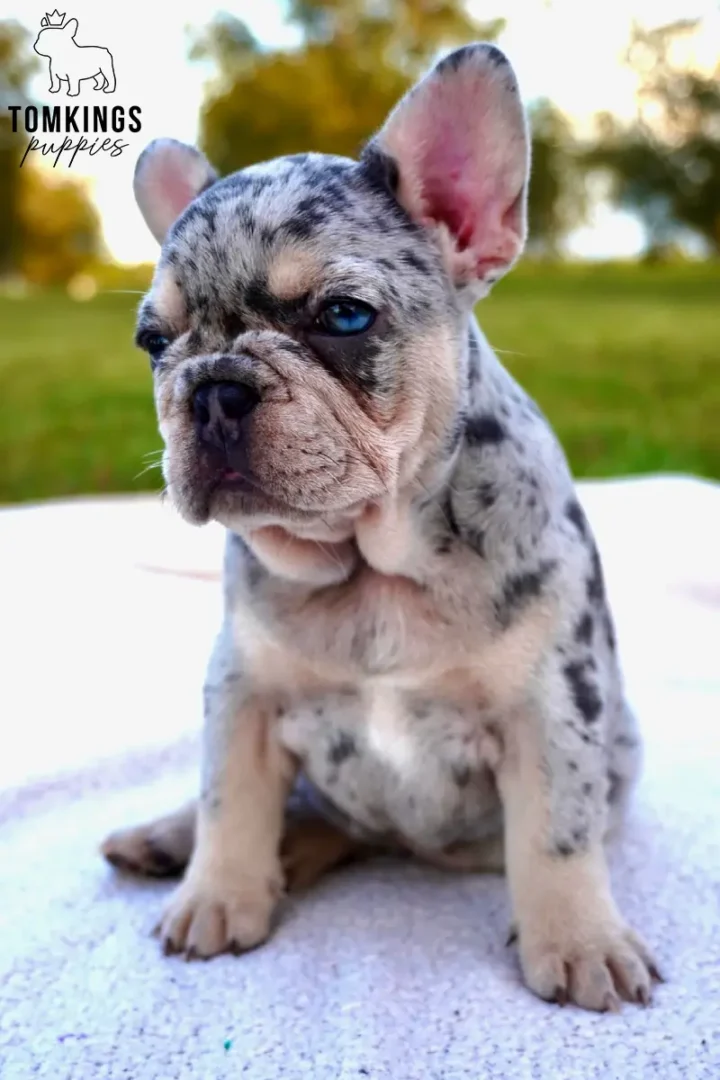 A blue merle and tan French Bulldog puppy named Pepper sits on a white blanket outdoors, looking forward with bright blue eyes.