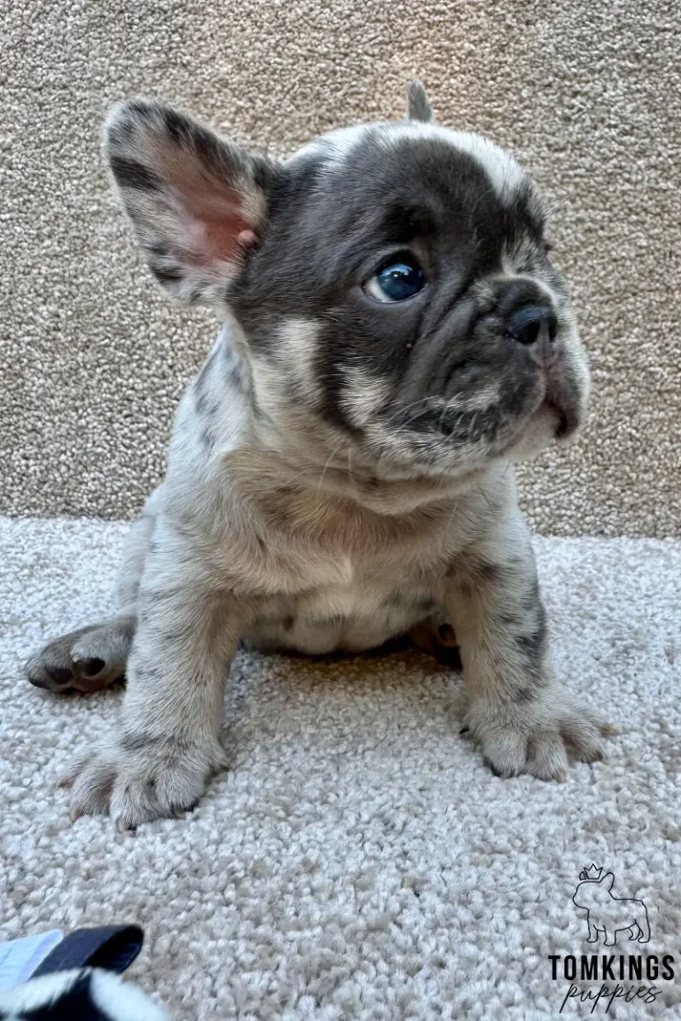 Perrin, a blue merle French Bulldog puppy with a white stripe on his forehead, sits alertly on a beige carpet, looking right with his blue eyes.