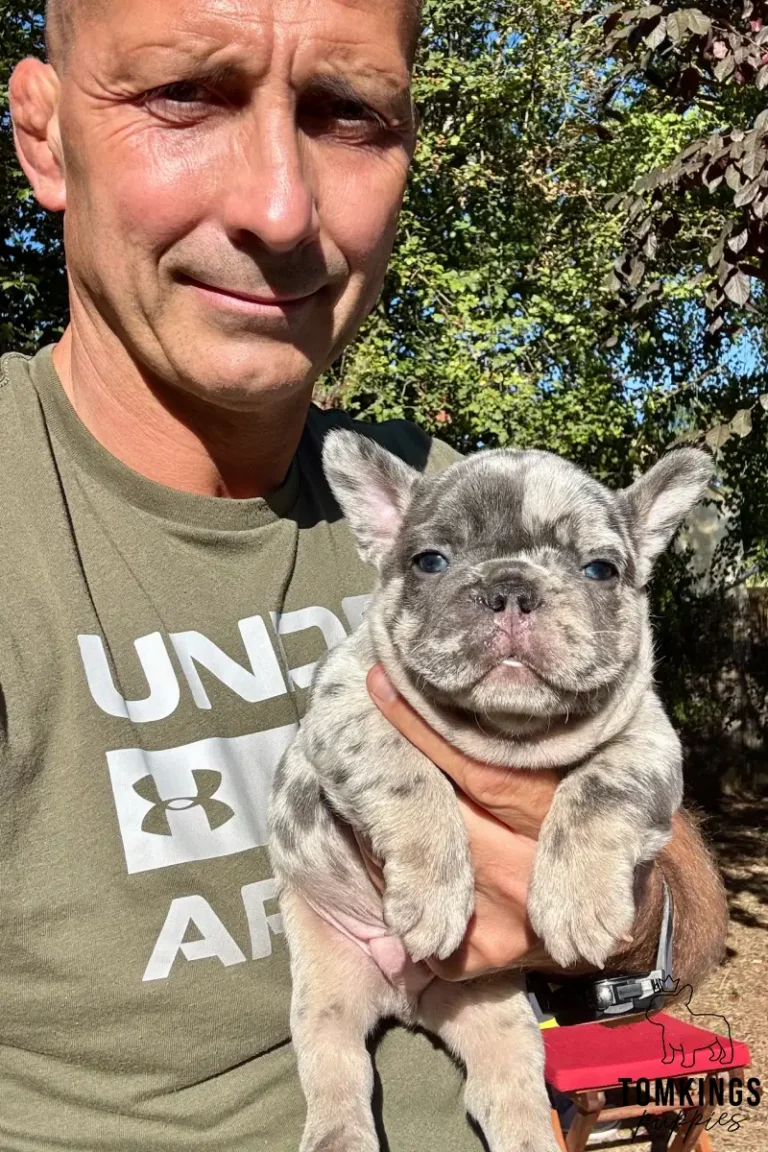 Perrin, a male blue merle French Bulldog puppy with striking blue eyes, is held by a man outdoors.
