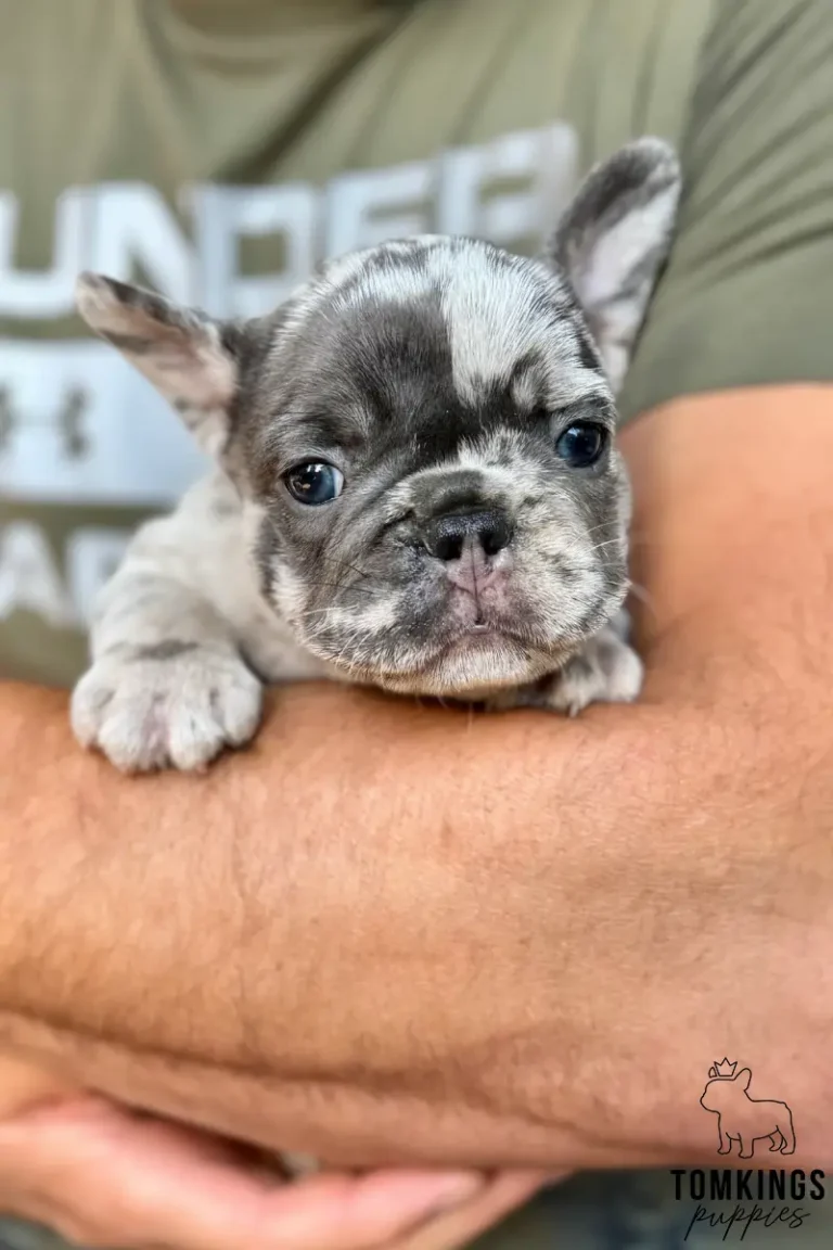 Close-up of Perrin, a blue merle French Bulldog puppy with a white blaze, being gently held in an adult's arms.