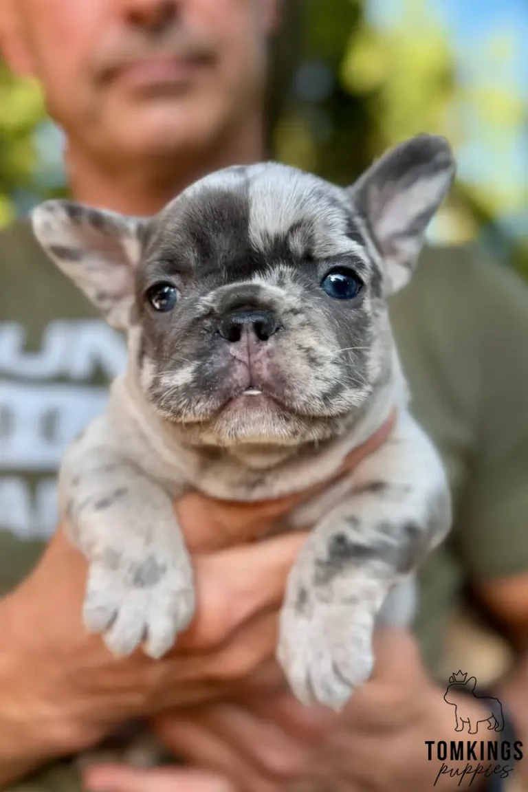 Perrin, a blue merle French Bulldog puppy with striking blue eyes, is held by a person and looks calmly at the camera.