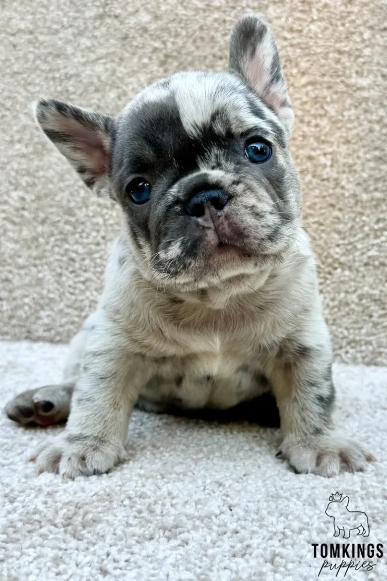 Perrin, a male blue merle French Bulldog puppy, sits on a soft cream carpet, looking curiously with his bright blue eyes.