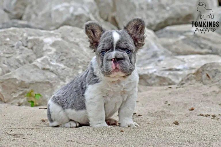 Peter, a grey and white French Bulldog puppy, sitting on sand by rocks