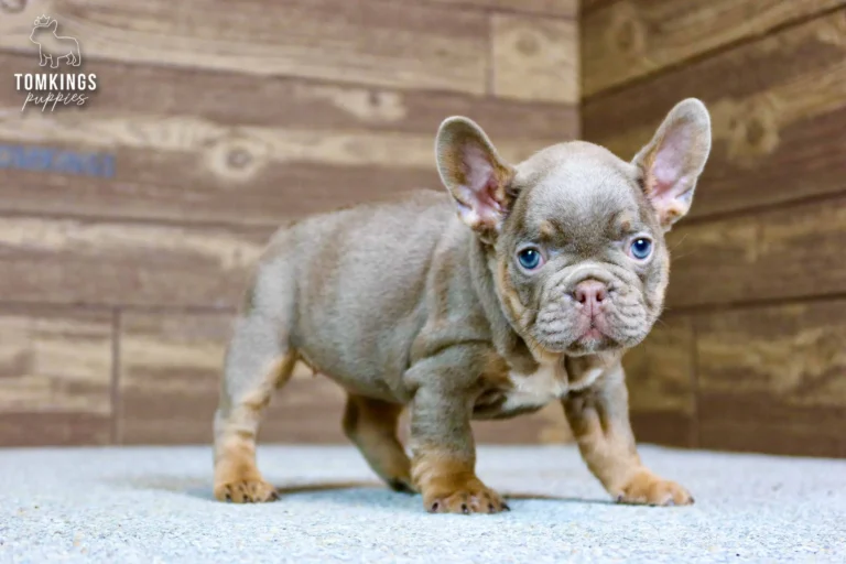 A cute Isabella and tan French Bulldog puppy named Petra stands alertly, looking forward with bright blue eyes. She is on a light gray floor with a wood wall background.