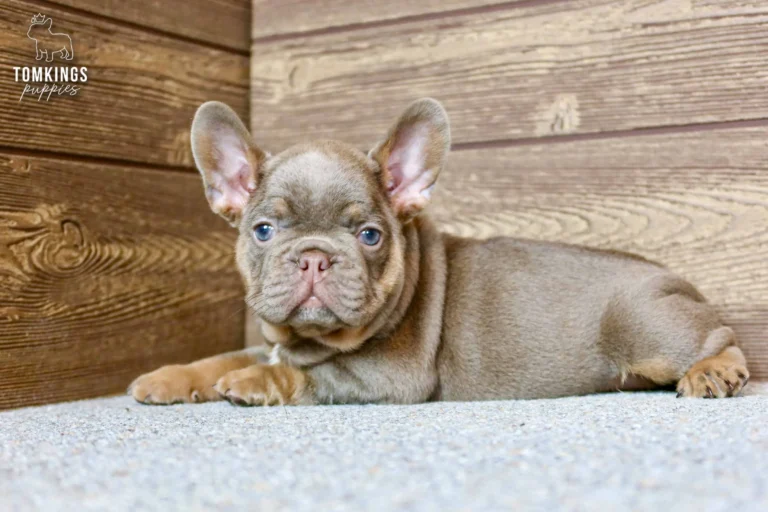 An Isabella and tan French Bulldog puppy named Petra lies on a speckled carpet, looking forward with blue eyes.