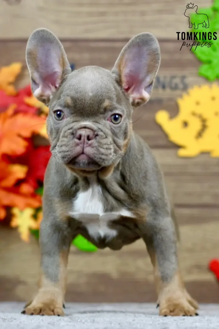 Petra, an isabella and tan French Bulldog puppy with a white chest, standing indoors in front of an autumn-themed backdrop.