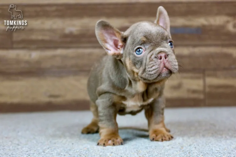 Petra, an Isabella and tan French Bulldog puppy, stands on a gray floor with a wooden background, looking up curiously.