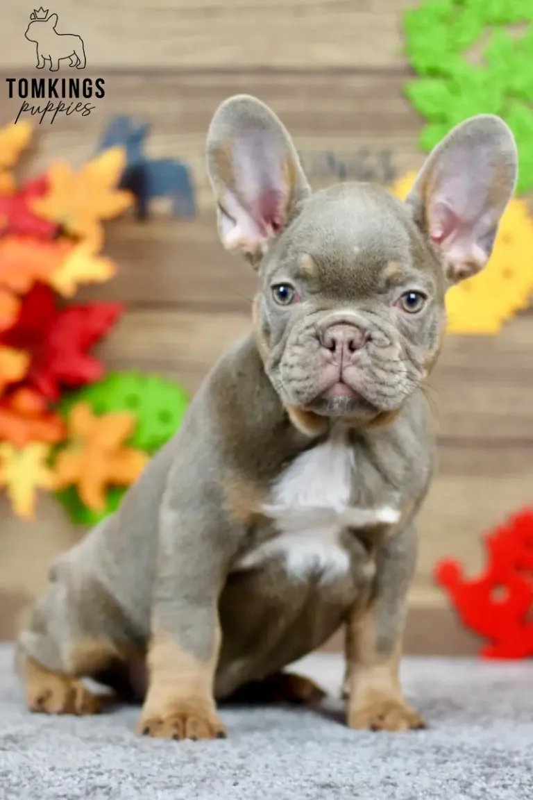 Petra, an isabella and tan French Bulldog puppy, sitting on a gray surface against a colorful autumn-themed background.