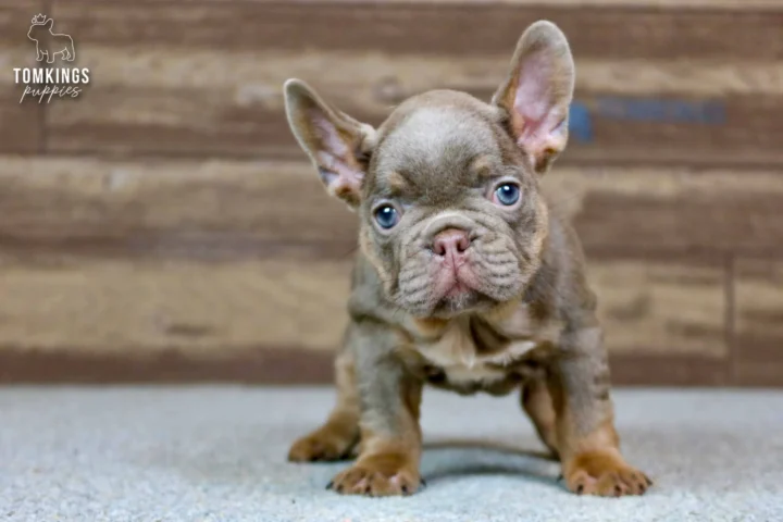 Petra, an adorable Isabella and tan French Bulldog puppy, stands on a carpet with wide blue eyes, looking directly forward.